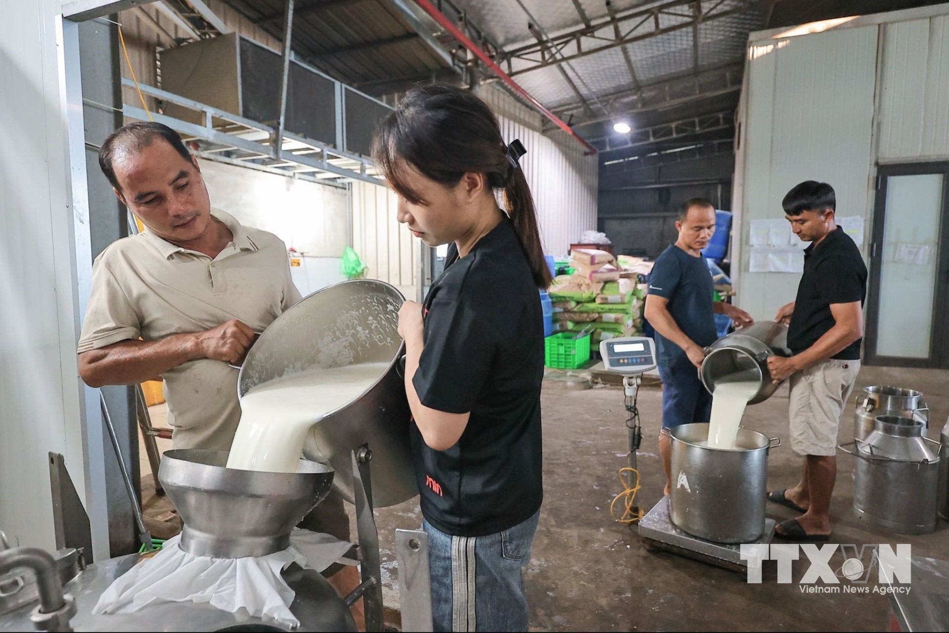 Nhân viên COBOVAMILK thu mua sữa tươi từ các hộ chăn nuôi trên địa bàn Ba Vì. (Ảnh: Lê Đông/TTXVN)